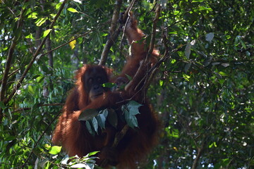 Sumatran orangutan in Gunung Leuser National Park, North Sumatra, Indonesia © Tom