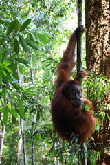 Obraz premium Sumatran orangutan in Gunung Leuser National Park, North Sumatra, Indonesia