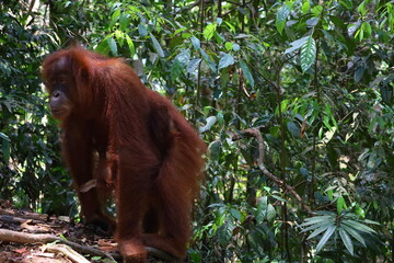 Sumatran orangutan in Gunung Leuser National Park, North Sumatra, Indonesia