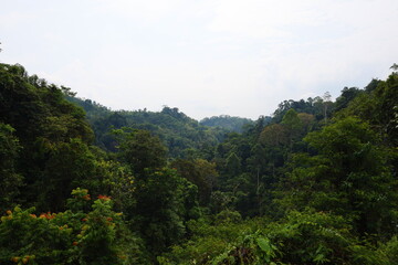 Obraz premium Scenery of lush jungle at Bukit Lawang - Gunung Leuser National Park