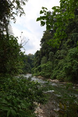 Scenery of lush jungle at Bukit Lawang - Gunung Leuser National Park