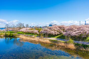 Fototapeta premium Beautiful cherry blossom trees in Langelinie park in Copenhagen, Denmark