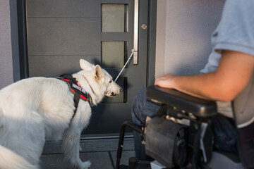 Service dog closing a door, helping a man in a wheelchair to exit the home. Independent living...