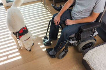 Service dog retrieving dropped remote control to a man in wheelchair