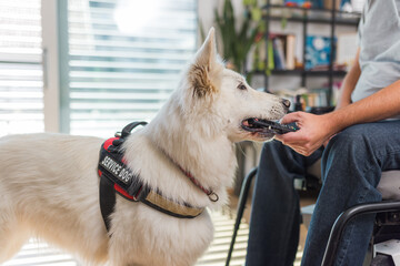 Service dog responding to a command, picking up dropped remote control