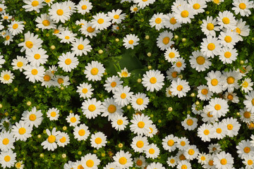 Daisies. Group of plants that includes several genera within the Asteraceae family. Many of them are used with ornamentals, introducing notes of white and yellow, wherever they are.