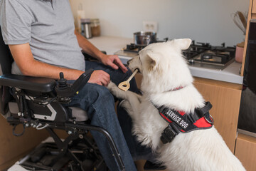 Service dog helping a man in a wheelchair in everyday household activity, picking up a dropped...