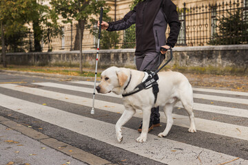 Guide dog helping a blind owner to cross the street on a crosswalk