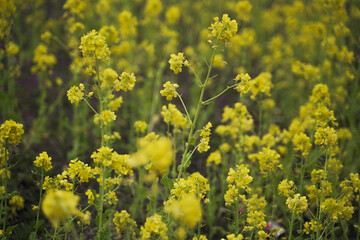 Canola flower photographed in dark tone