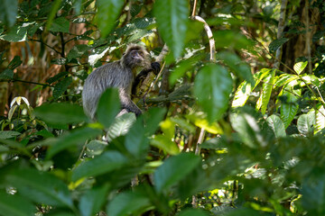 Silvered Leaf Monkey - Trachypithecus cristatus, beautiful primate with silver fur from mangrove and woodlands of Southeast Asia, Borneo, Malaysia.