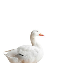 Obraz premium white goose isolated on white background