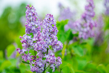 Bright spring lilac on a blurred background.