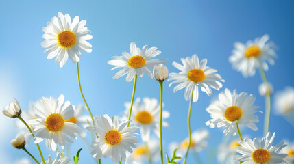 HD Background of Daisy Flowers with Bright Sky View