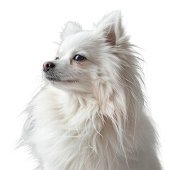 Obraz premium white pomeranian puppy