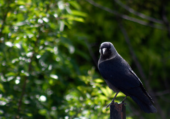 crow on a tree