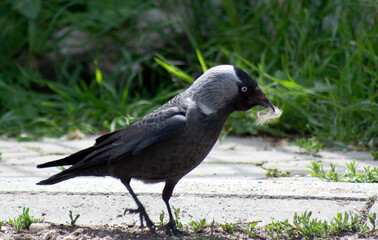 crow on the ground
