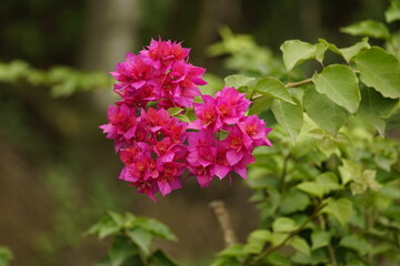 Obraz premium Close-up of Bougainvillea flowers blooming