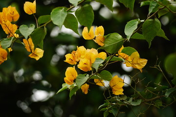 Close-up of Bougainvillea flowers blooming