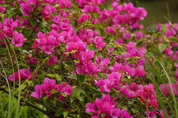 Fototapeta premium Close-up of Bougainvillea flowers blooming