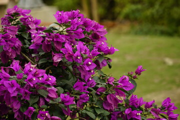 Fototapeta premium Close-up of Bougainvillea flowers blooming
