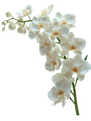 Fototapeta premium white orchid on white background
