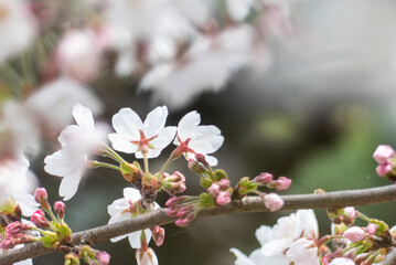桜のズームアップ　美しい淡いピンクの花びら　滋賀県草津市蓮海寺