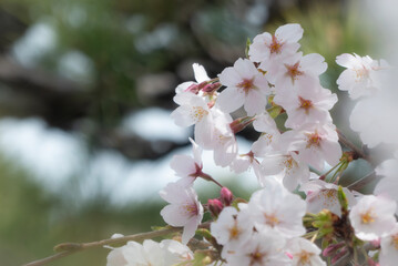 桜のズームアップ　美しい淡いピンクの花びら　滋賀県草津市蓮海寺