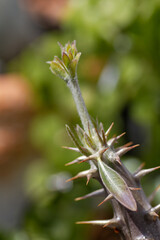 デンシフローラムの花茎