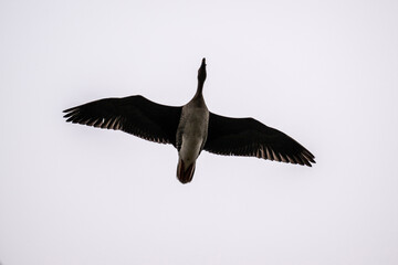 wild bean geese looking for food on a sunny spring day