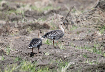 wild bean geese looking for food on a sunny spring day