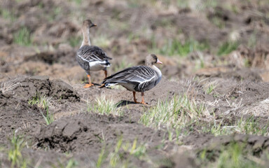 wild bean geese looking for food on a sunny spring day