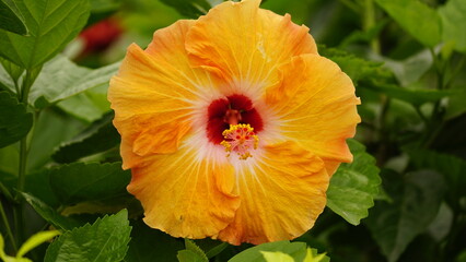 Close-up of yellow hibiscus blooming