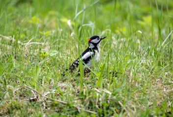 spotted woodpecker looking for food on a sunny spring day