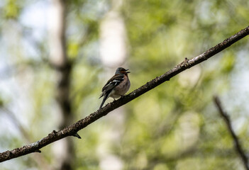 spotted finch looking for food on a sunny spring day