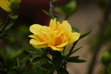 Close-up of blooming hibiscus