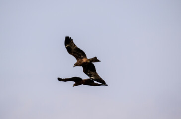 black kite looking for food on a sunny spring day