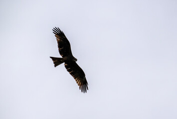 black kite looking for food on a sunny spring day