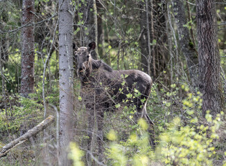 a young moose in the bushes near the road looks out for a safe route on a spring day