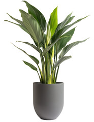 Aspidistra elatior plant, glossy green leaves and small, white flowers. The plant is set against a neutral background and appears to be a type of bamboo or similar leafy plant.