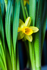 Yellow Narcissus flower