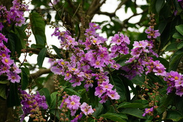Obraz premium Lagerstroemia speciosa flowers bloom on the tree