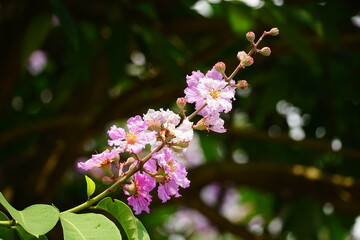 Lagerstroemia speciosa flowers bloom on the tree