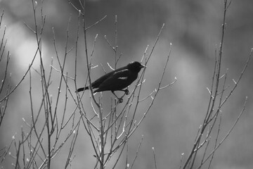 Marais Kingsbury 10 Mai 2024 - N&B