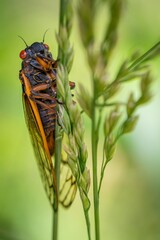In the tranquil setting of a sun-dappled meadow, a cicada embarks on a slow and deliberate climb up a long blade of grass.
