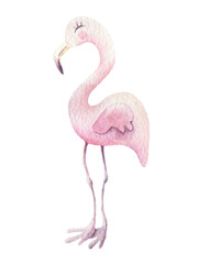 Hand drawn watercolor pink rose cartoon flamingo. Isolated illustration