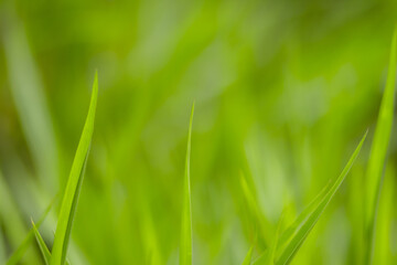 Green meadow grass blur background