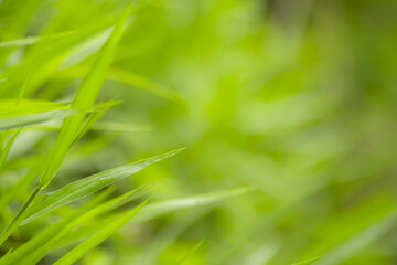 Green meadow grass blur background