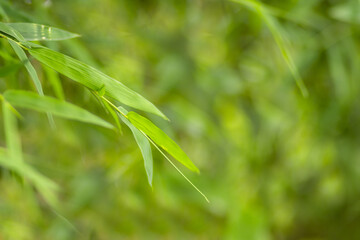 Green meadow grass blur background