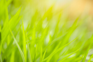 Green meadow grass blur background
