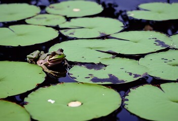 frog in the pond